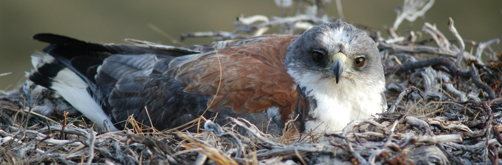 BIRDS OF PREY, Falkland Islands